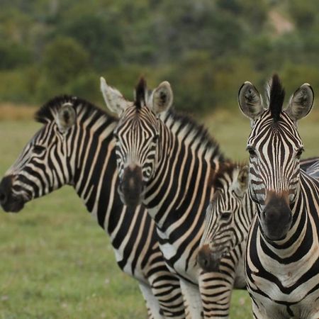 Idube Game Reserve Sabi Sand Game Reserve Exterior photo